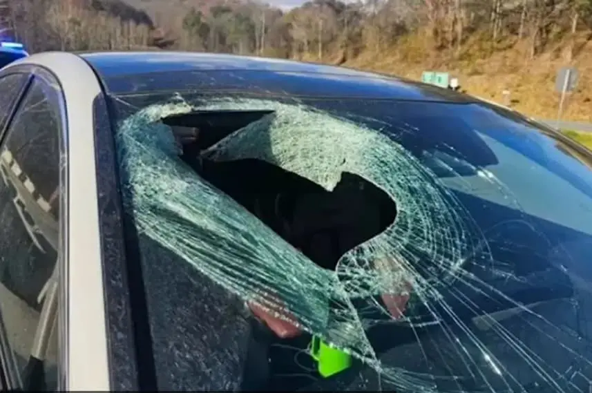 Орел ѝ фрлил мачка врз автомобил во движење- полицајците не можеле да поверуваат кога им побарала помош 