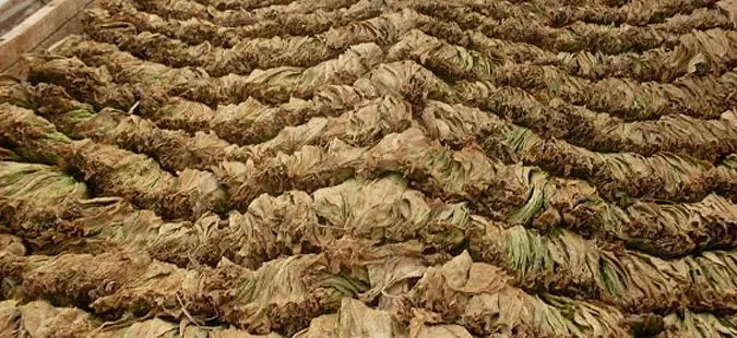 Откупот на тутунот не е интензивиран, компаниите тактизираат