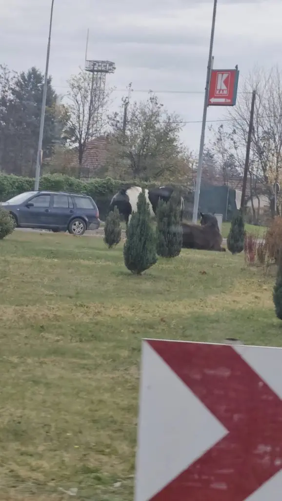 (Фото) Коњи во центарот на Ѓорче Петров