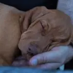 Зошто кучињата имаат навика  да спијат покрај вас