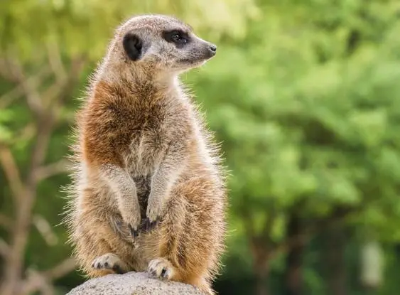 Луѓето се поверни од шимпанзата, но не се најмоногамни битија, еве кој ги надминува