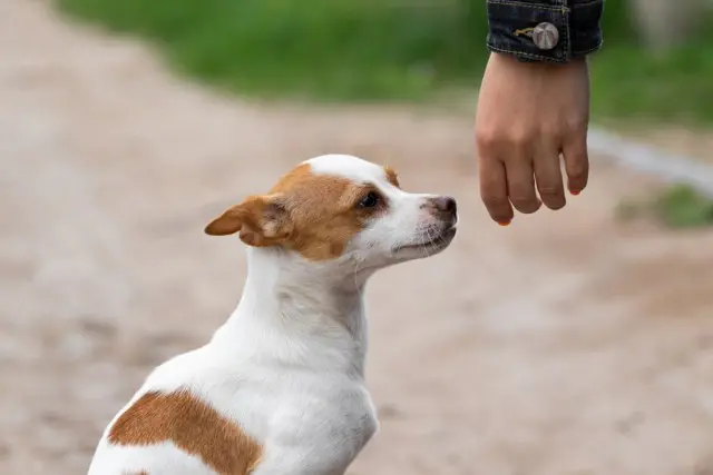 Директорот на АХВ, Миланов најавува изградба на кафилерија и гробишта за миленици