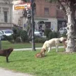 ЌЕ СЕ ГРАДАТ КАФИЛЕРИИ И ГРОБИШТА ЗА МИЛЕНИЧИЊА