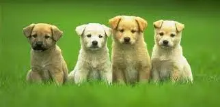 Домашни миленици: Трикови за дом без мирис 