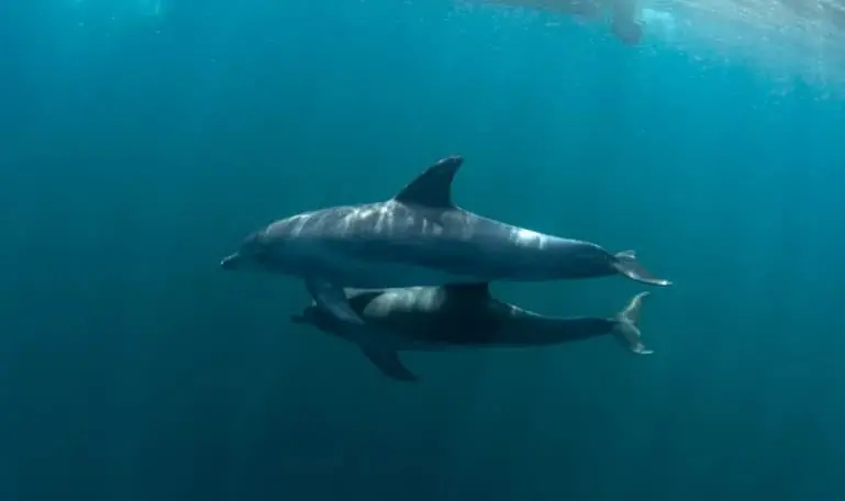 Научниците им закачиле ГоПро камери на шест делфини, па се шокирале од нивните навики (ВИДЕО) 