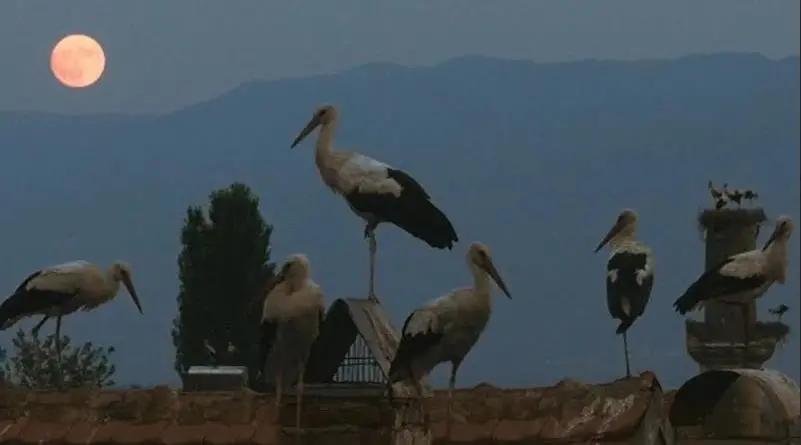 „Приказната за Силјан“ не влезе во топ 15 филмови за Оскар