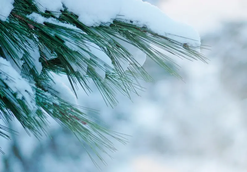 14 прекрасни збора за „зима“ од целиот свет