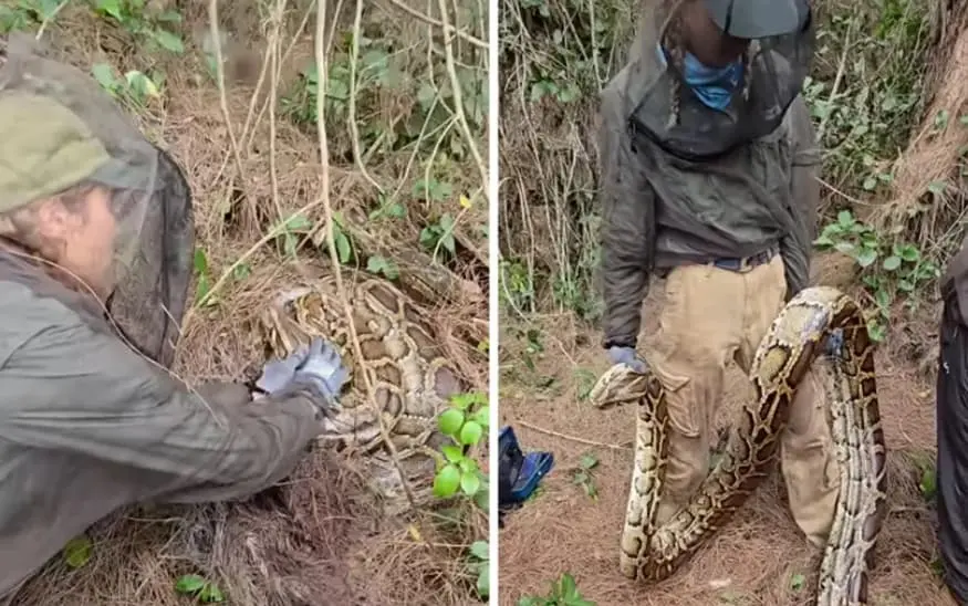 Чудовиште во мочуриште- пронашле огромен питон и кога го подигнале, останале во шок (ВИДЕО)