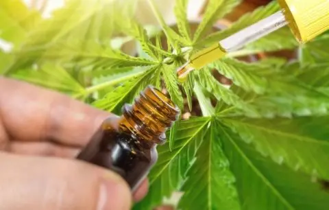 Медицинскиот канабис има ограничени придобивки и сериозни ризици
