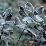 На новогодишната ноќ студено со ветер, ќе провејува снег