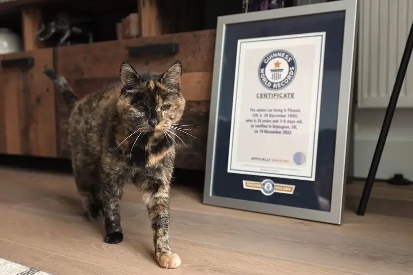 Флоси и официјално е најстарата мачка на светот- го прослави 30. роденден