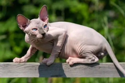 Мачките без влакна забранети во Холандија од 1 јануари