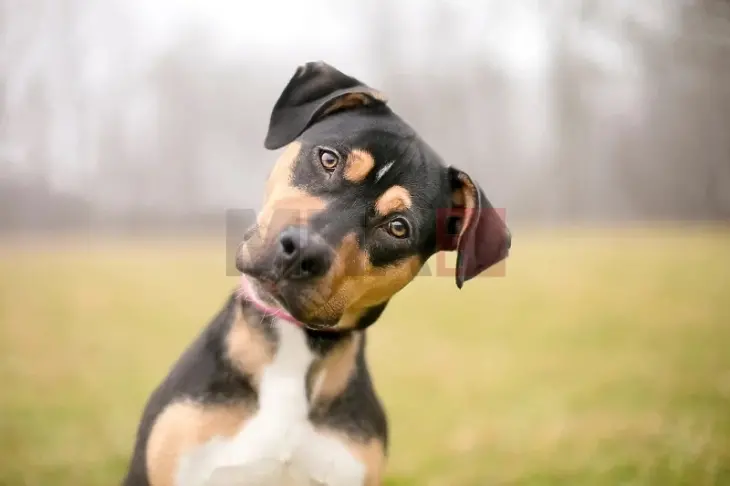 Традиционална прошетка на сопственици и кучиња во Мадрид, посветена на борбата против напуштањето животни