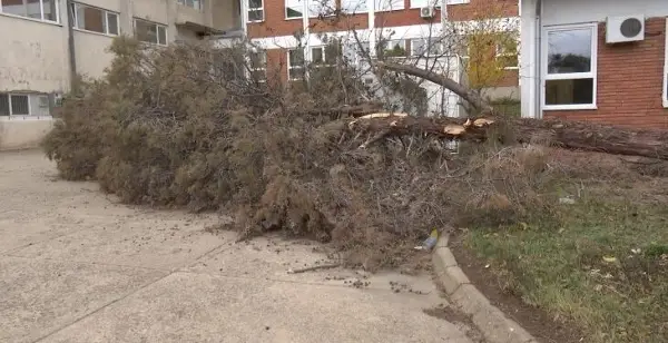 Паднато дрво усмрти млада мајка во Софија додека семејството било на излет
