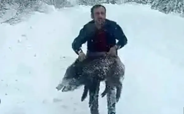 Турчин стана сензација: Скокна од автомобил и среде снег со голи раце фати дива свиња (ВИДЕО)