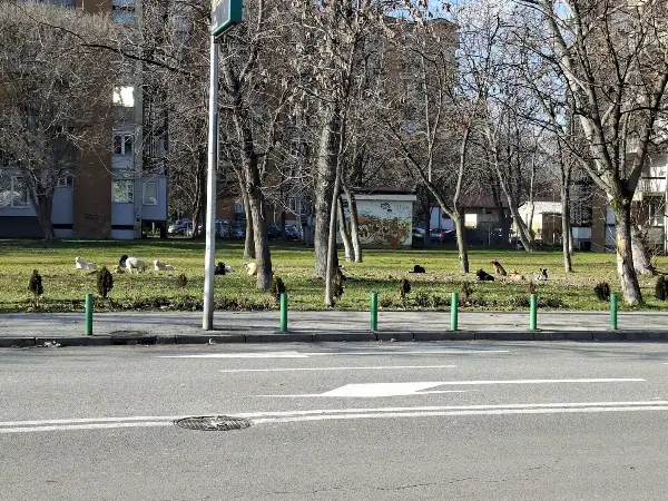 Кучиња со маркички од Албанија во Скопје – се алармира на организирано носење глутници во главниот град