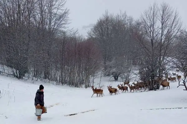 На Галичица има 200 елени, за нив се грижи ренџерот Лазе со двајца помошници