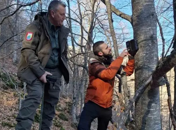 НП Шар Планина го засилува мониторингот на балканскиот рис