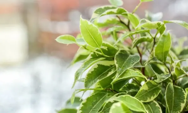 Оваа билка е прогласена за најдобра во 2026 година: Можеби го имате во вашиот стан, но не сте знаеле колку е посебно и колку е лесно за одржување