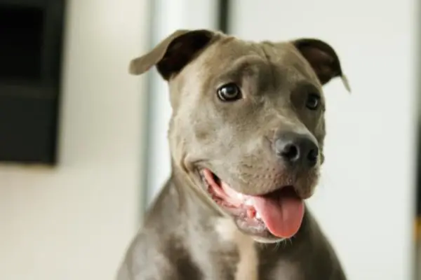 Куче со необична градба го освои интернетот