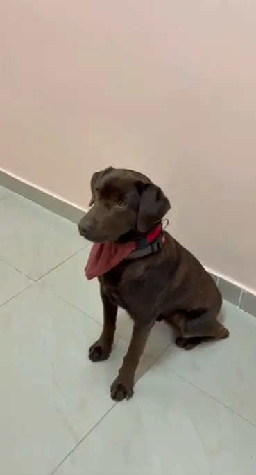 📽️ НЕ Е ДОКТОР, А ПОМАГА ПОВЕЌЕ ОД МНОГУ ТЕРАПИИ Роџер, лабрадорот кој ги освои пациентите на Психијатрија