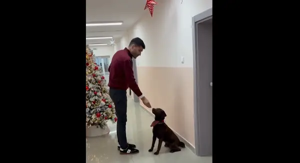 (видео)Клиника за психијатрија вдоми лабрадор – Роџер неколку пати дневно има прошетки со вработените или со пациентите