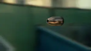 Залутан куршум завршил во летна кујна од куќа во Добридол