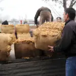 Преку 25.000 тони откупени по просечна цена од 419 денари – целиот род ќе биде откупен до 28 февруари