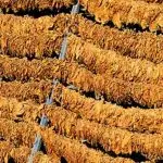 Откупени околу 25 000 тони тутун по 419 денари, откупот трае до 28 февруари