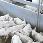 Пожар во свињарска фарма во Градско, угинаа животни, неколку лица побарале лекарска помош