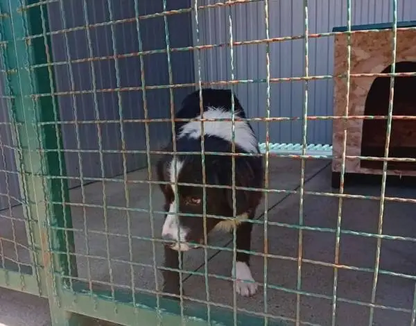 Демант - Прифатилиштето "Хачико" не е вклучено во труењето на кучиња низ Битола