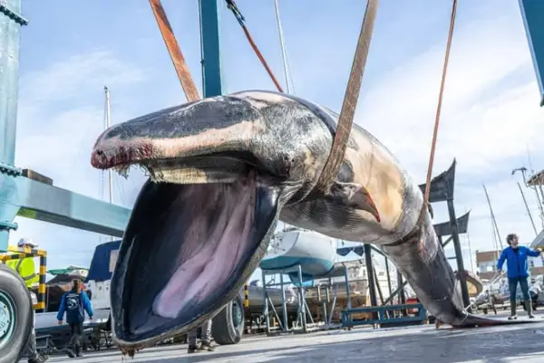 Огромно суштество е извадено од луксузна марина- телото од 6,5 тони го извлекуваат со дигалка (ВИДЕО)