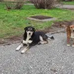 Дали Битола е жртва на нелегалната практика на пренесување кучиња скитници од еден град во друг