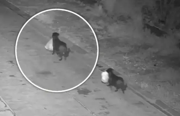 Италијанец го издресирал кучето да го фрла ѓубрето покрај пат- доби казна (ВИДЕО)