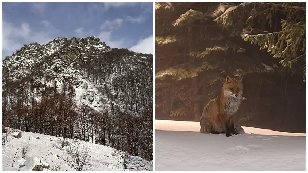 Позитива на денот: Неочекуван гостин во хотел на Шар Планина