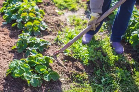 Мицкоски: Во подготовка 17 проекти вредни 650 милиони евра, земјоделието со рекордни резултати