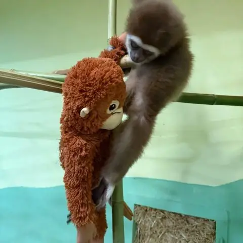 ФОТО: И мајмунче отфрлено од мајката во ЗОО Скопје доби играчка орангутан 
