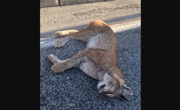 Угинат балкански рис најден на патот Ресен – Охрид, постојат само 50-тина единки од овој вид