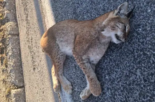 Угинат балкански рис најден на патот Ресен-Охрид