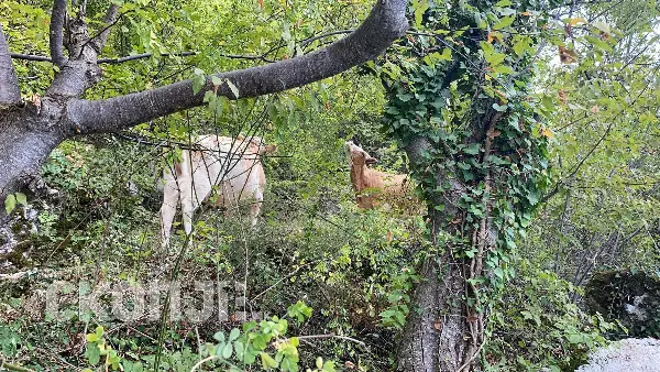 ПРОДОЛЖУВА БУРЛЕСКАТА СО „ЛУДИТЕ КРАВИ“ ВО КРИВА ПАЛАНКА Инспектори и полицајци неуспешно ги бркаа по ридовите, за утре свикан „мирен протест“!?