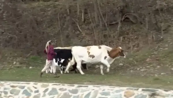 (Видео) Нова драма во Крива Паланка: Семејство ги брка кравите по ридовите за да ги „спаси“ од инспекторите на АХВ