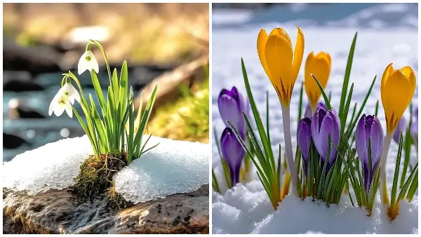 Пролет во февруари: Нè очекува натпросечно топло време