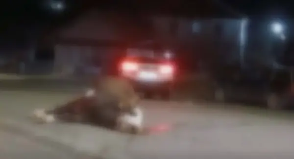 Камион прегази крава на патот Крива Паланка – Куманово, возачот избегал