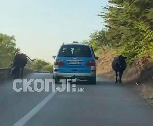 Камионџија од Бугарија прегази крава на магистралата Крива Паланка – Куманово и избега