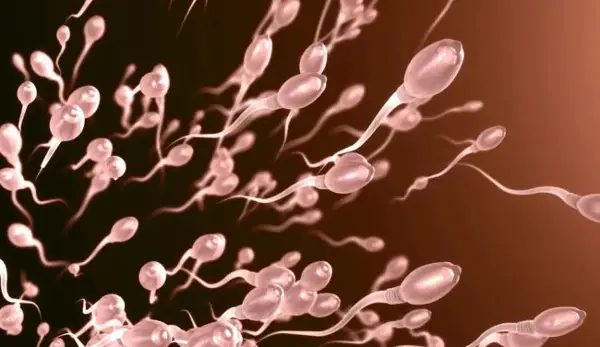 СПЕРМАТА Е НАЈПОДВИЖНА И НАЈКВАЛИТЕТНА ВО ЛЕТО, ПОКАЖА НОВО ИСТРАЖУВАЊЕ