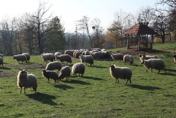 МЗШВ: Засилени контроли на АХВ во Липково, поради појава на сипаници кај овците и козите