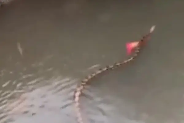 Змии пливаат по улиците на Бали по големите поплави (ВИДЕО)