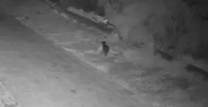 (ВИДЕО) Сицилијанец го дресирал кучето да фрла кеси ѓубре на диви депонии