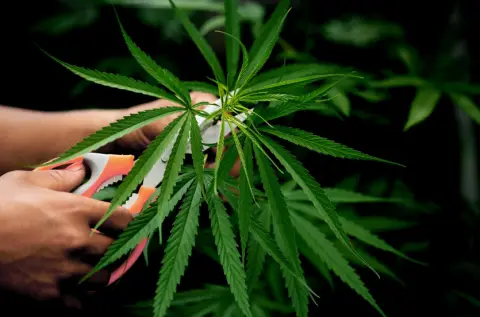 Кривична пријава против лице од Скопје: Во стан во Охрид чувал марихуана