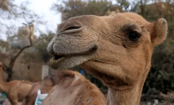 Скандал на натпревар за убавина: Камили се дисквалификувани поради ботокс и филери 